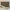 Gucci Dionysus Schultertasche Brieftasche mit Kette GG Supreme Beige/Taupe 2025